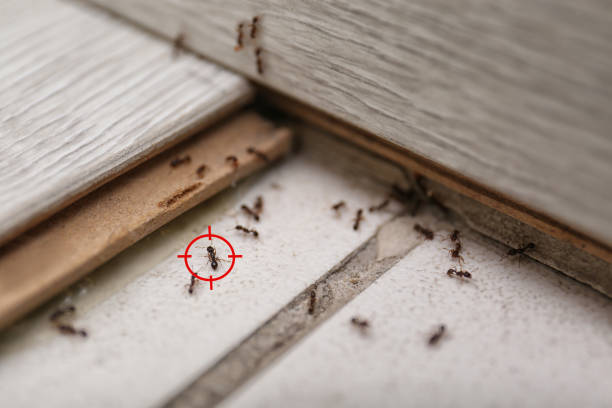 Bird Control in Orchard Homes, MT