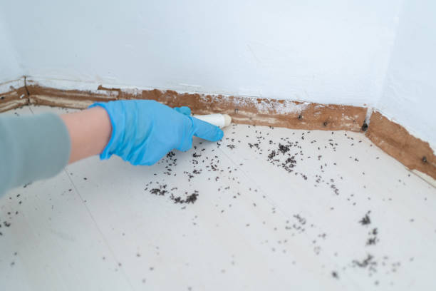 Best Residential Pest Control  in Orchard Homes, MT